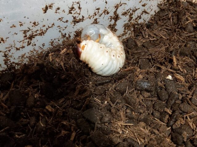 カブトムシ幼虫飼育 春が来たらやっておくこと 大きな成虫に育てよう ケンスケの休日を楽しく過ごすブログ