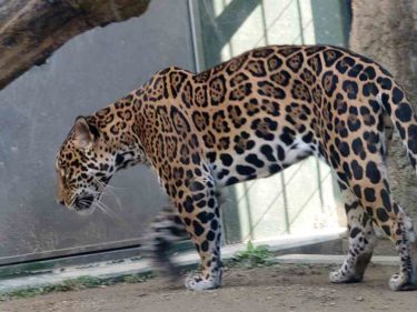 日本平動物園②。ハイエナ・黒ジャガー・ピューマがみられる動物園！