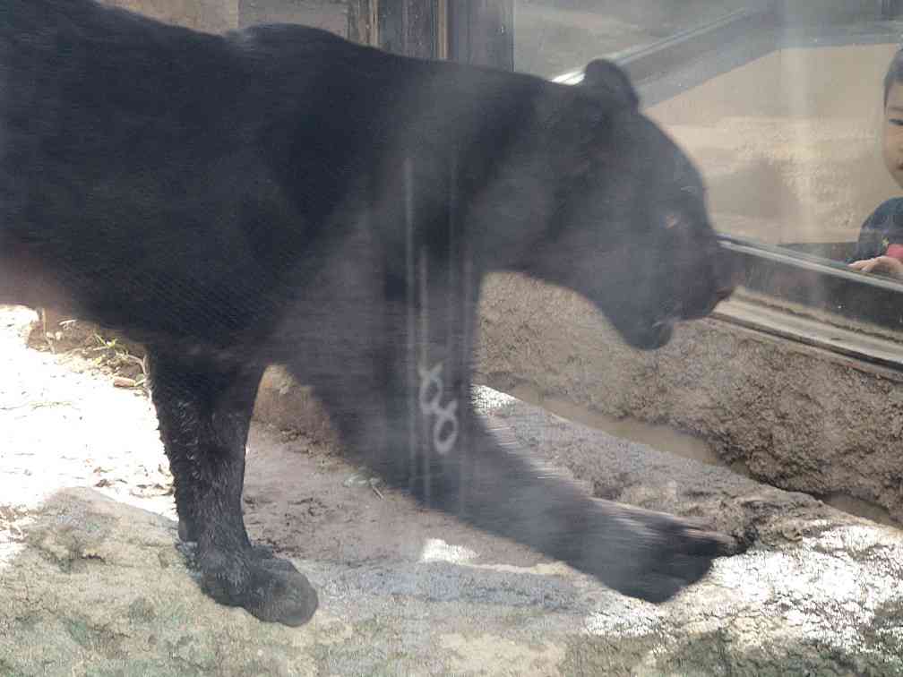 日本平動物園 ハイエナ 黒ジャガー ピューマがみられる動物園 ケンスケの休日を楽しく過ごすブログ
