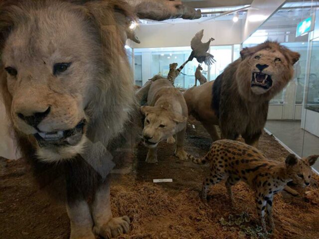 伊豆 ねこの博物館 世界中のネコ科のはく製が一度に見られる場所 ホラアナライオンも ケンスケの休日を楽しく過ごすブログ