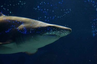 【アクアワールド茨城県大洗水族館】サメの種類が豊富！みどころレポート