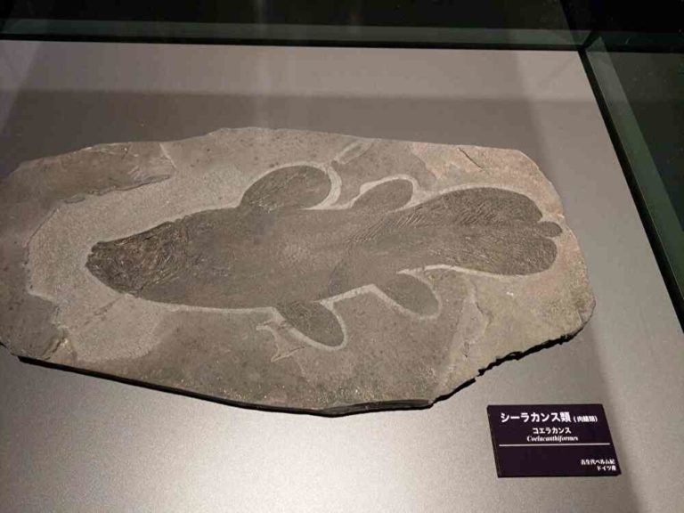 シーラカンス化石