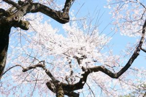 富士森公園の花見