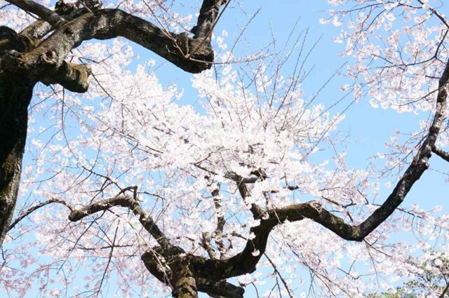 富士森公園の花見