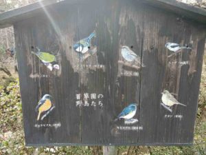 百草園で見られる野鳥