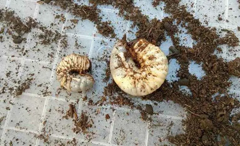 カブトムシ 幼虫 土 から 出る