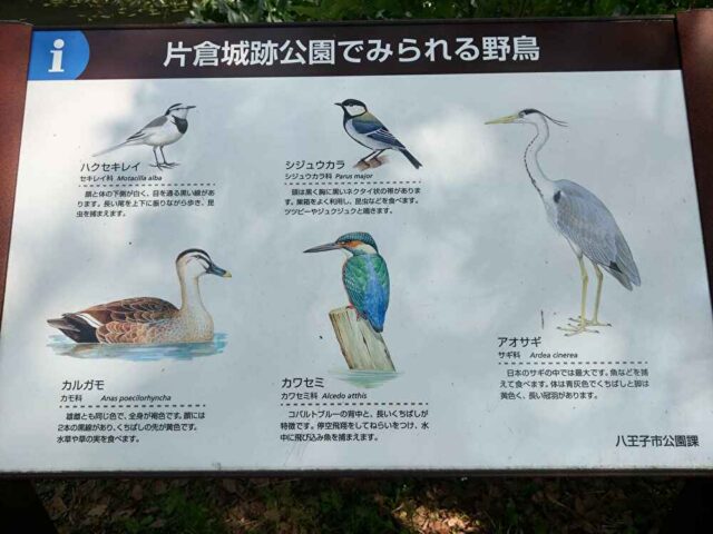 公園で見られる野鳥