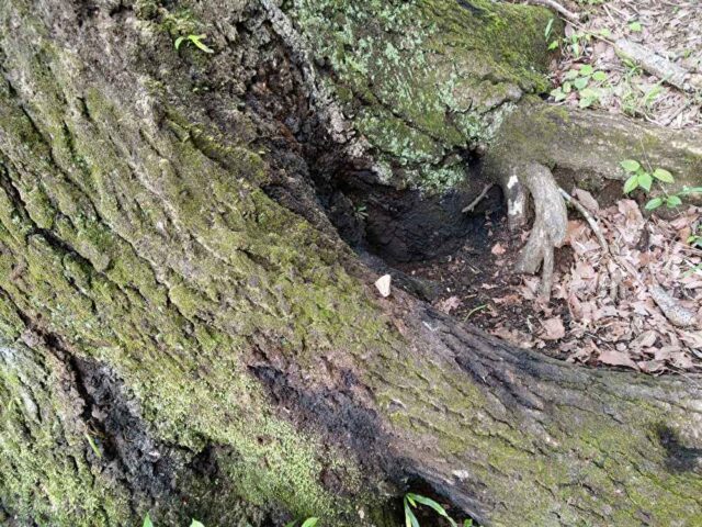 樹液がしみ出る木