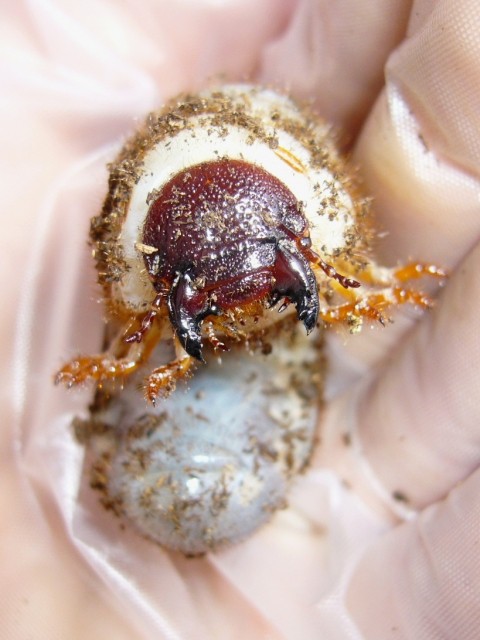 カブトムシ幼虫の顔
