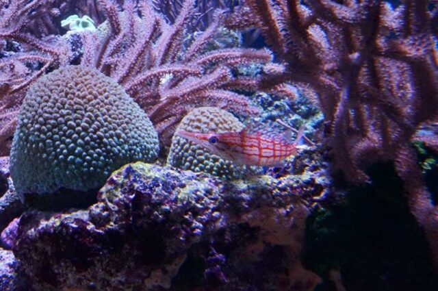 サンゴ礁の魚
