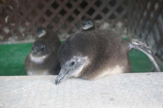 ケープペンギンの赤ちゃん