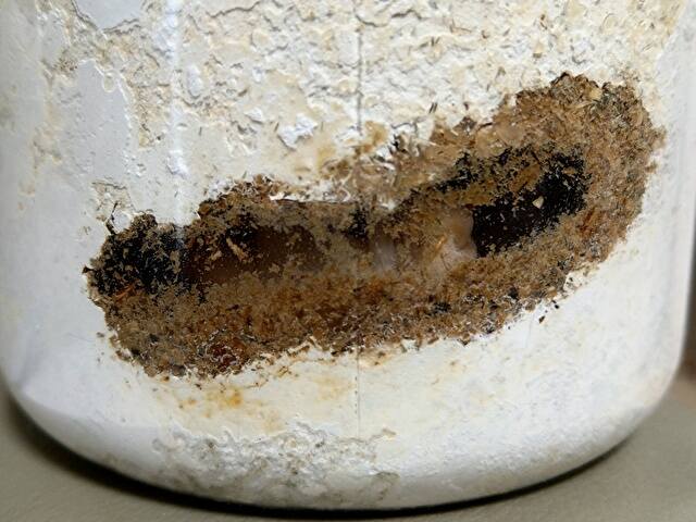 菌糸の底に蛹室