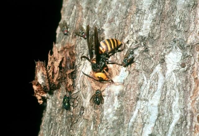 木をかじるスズメバチ