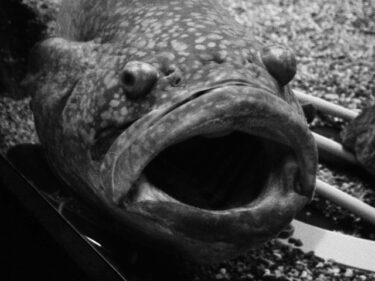 日本に棲む怪魚にまつわる物語。「日本怪魚伝」は心に残る短編集！