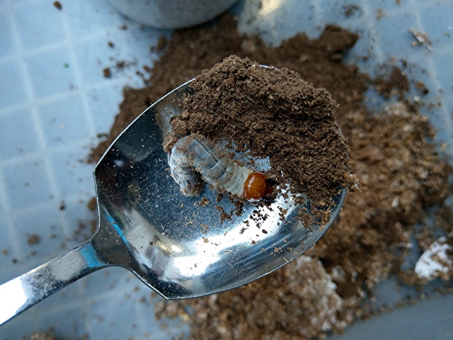 割り出したばかりのヒラタクワガタの2齢幼虫