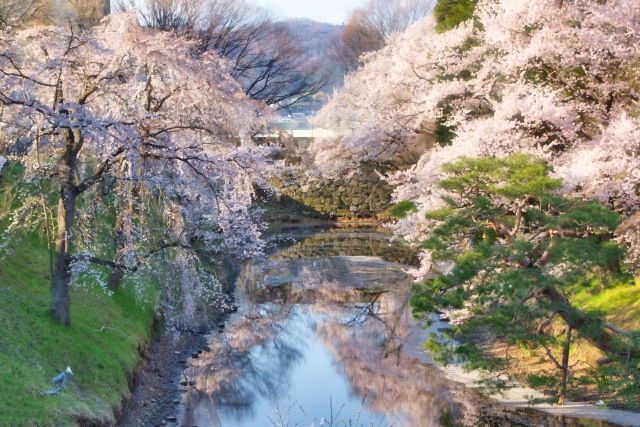 桜が満開の上田城