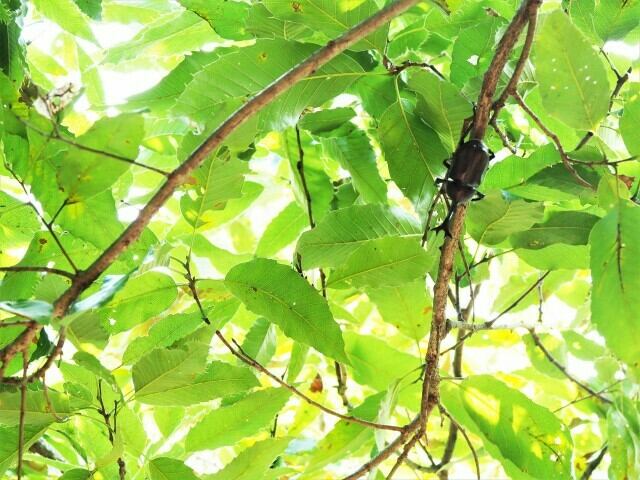 昼間のカブトムシは高い樹の枝に！