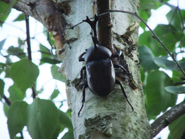 枝に隠れて休むカブトムシのオス