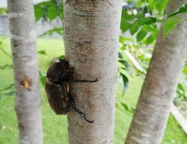 シマトネリコで樹液を吸うカブトムシのメス