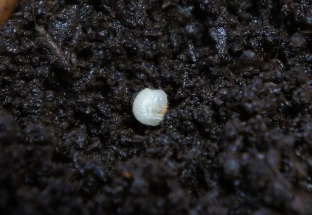 土の粒よりも小さいカブトムシの幼虫