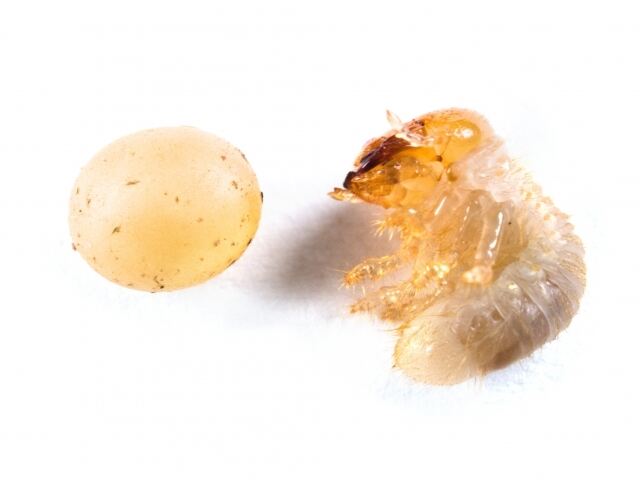 カブトムシの卵と孵化したばかりの幼虫