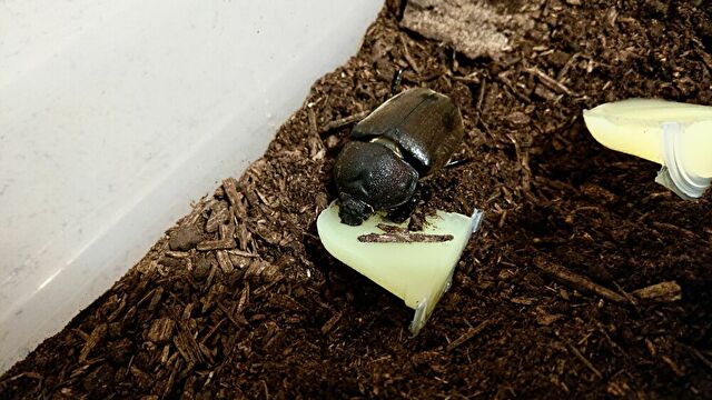 昆虫ゼリーを食べるカブトムシのメス