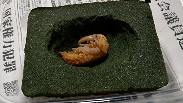 人工蛹室に移したオオクワガタの蛹