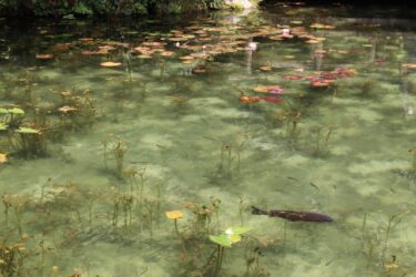 【「池の水」抜くのは誰のため？】読んでみたら生物多様性を考えさせられた！
