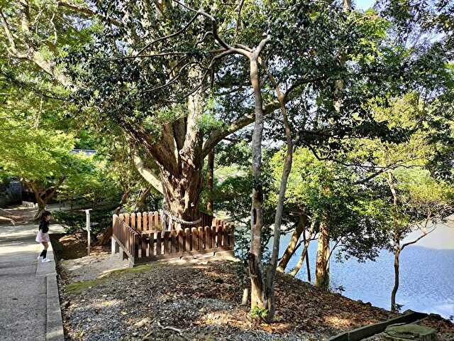 安房神社のご神木　樹齢５００年の槇の木