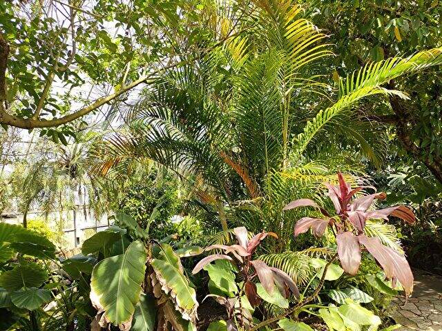 温室内は熱帯のジャングルにいるみたい！