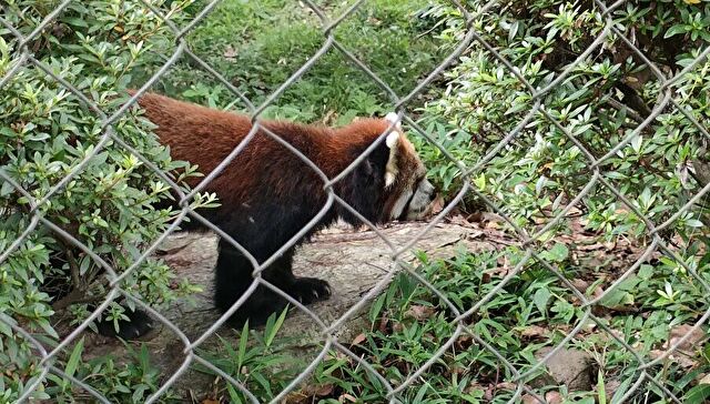 羽村市動物公園のシセンレッサーパンダ